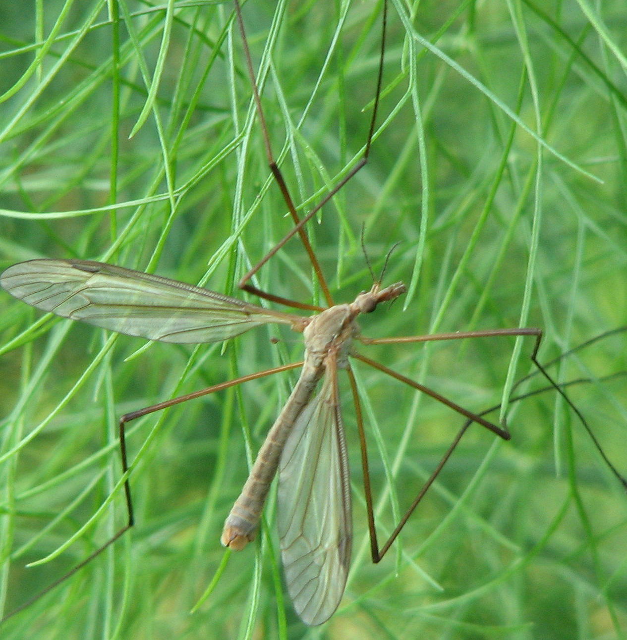 Tipula